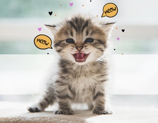 KittenWise™. Get ready to have some paw-some fun!