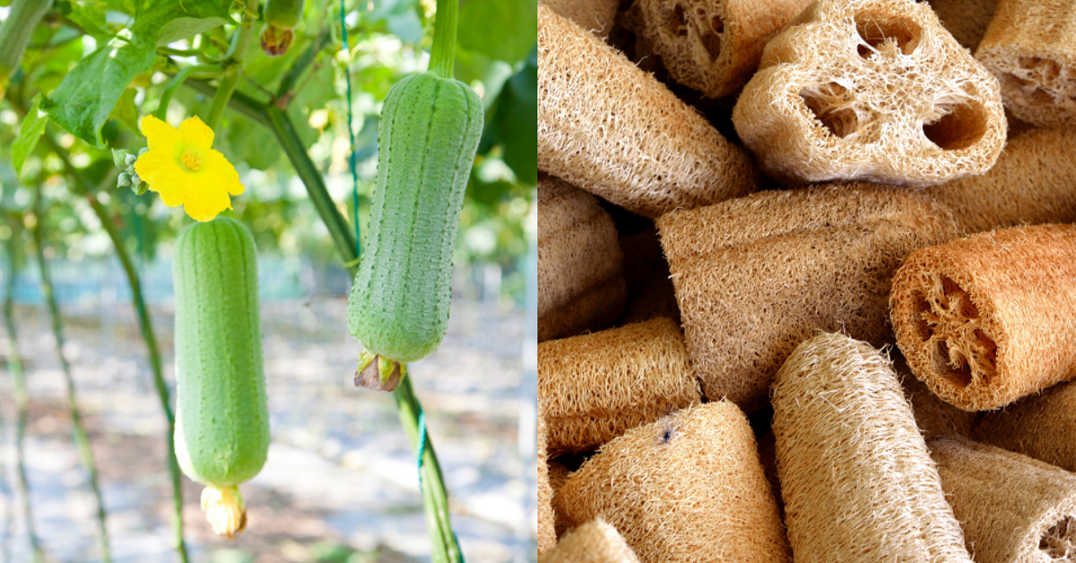 of Curiosities Where Did Loofahs Comes From? Dailybreak