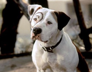 You'll Be Barkin' up the Wrong Tree If You Can't Match the Dog to Its Movie