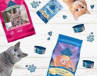 Take the Kitty Quiz to Make Your Cat Happy!