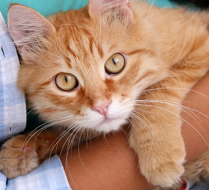 2023_KittenWise_list_ADOPTION INFO-custom