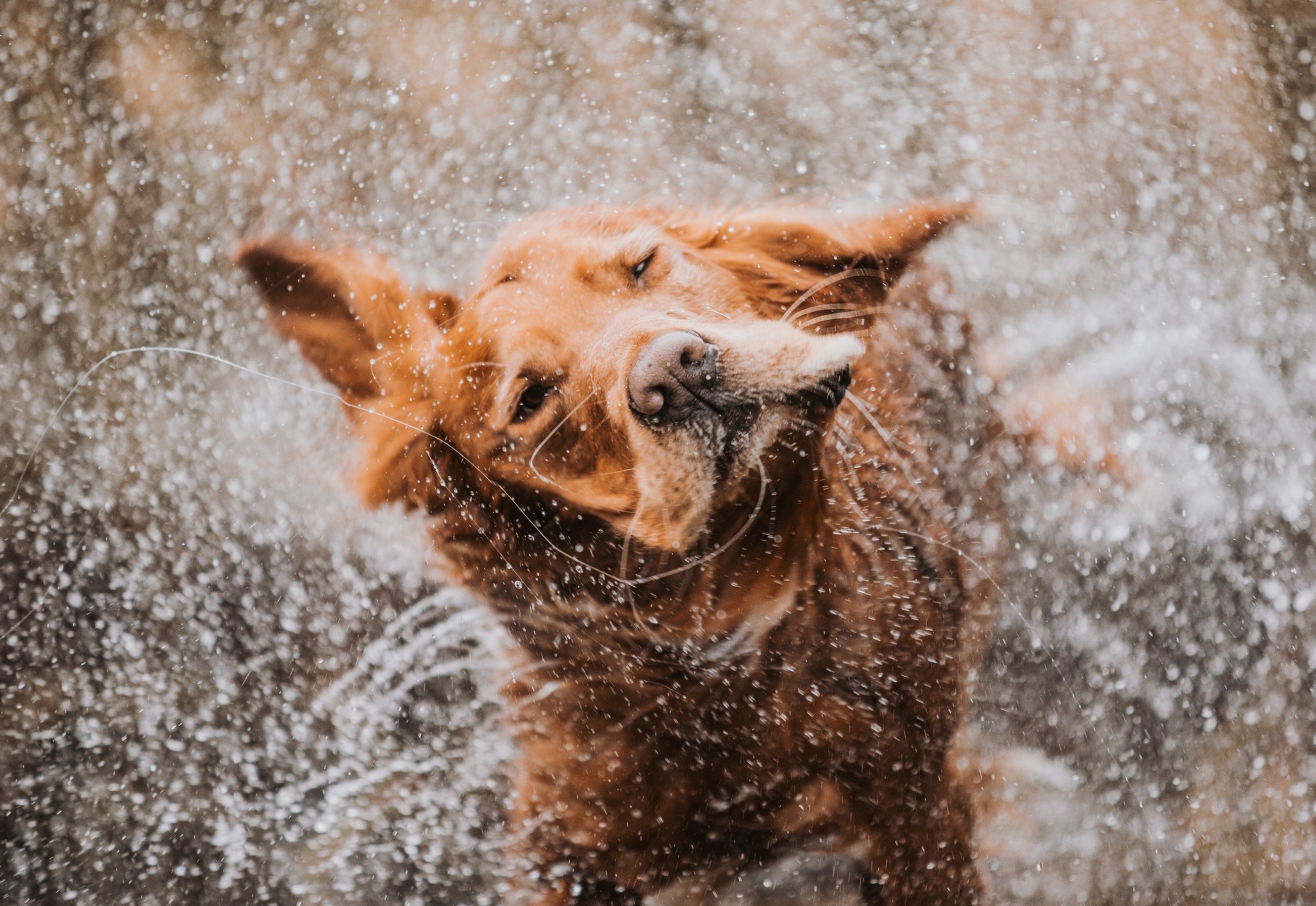 Golden retriever shaking water 