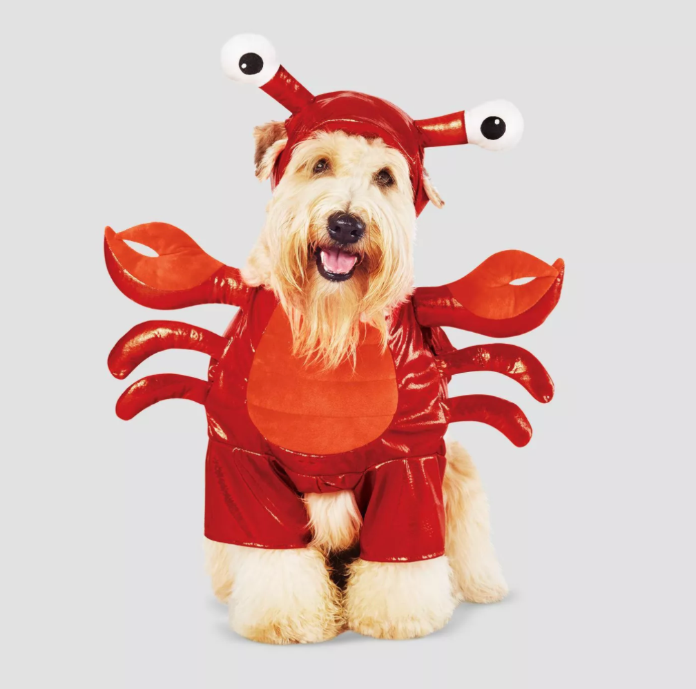lobster dog costume