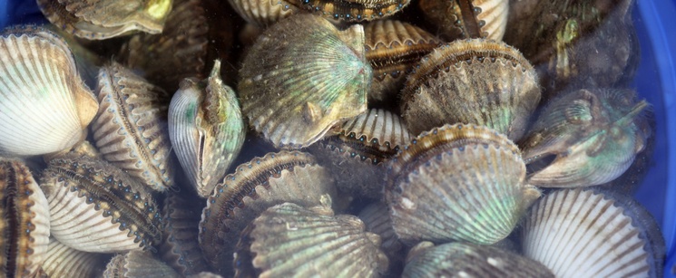 Live Scallops in Water-triviaQuestion