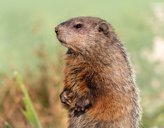 Dig Into This Groundhog Memory Match