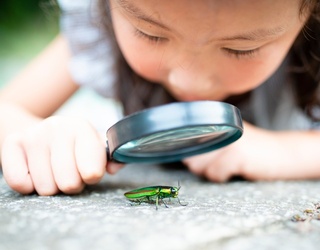 It's Just a Bug's Life in This Matching Game