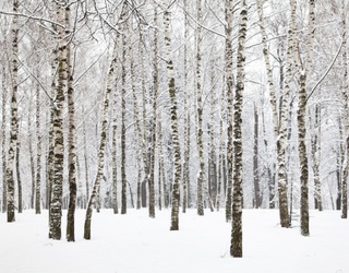 Find Peace in This Snowy Pines Puzzle