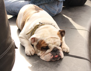 Summer Heat Safety for Pet Parents