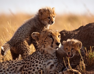 8 of National Geographic’s Most Breathtaking Wildlife Moments, Courtesy of Their IG