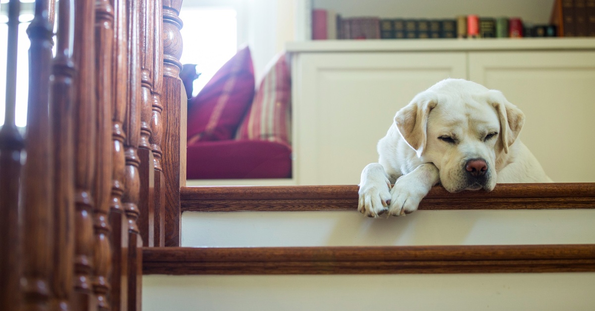 Literally Just a Bunch of Dogs Trying to Walk up Stairs to Help You
