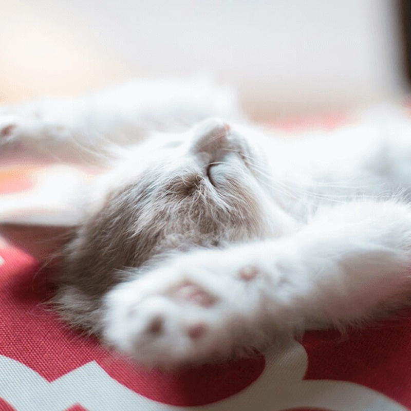 2023_KittenWise_list_NEW KITTEN INFO-custom