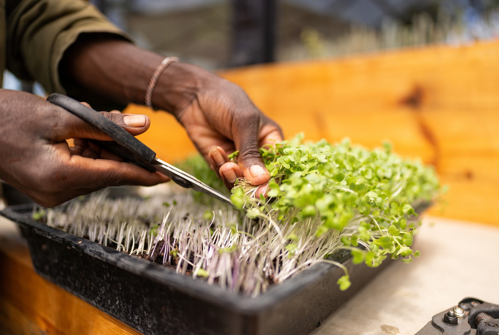 Person cutting microgreens