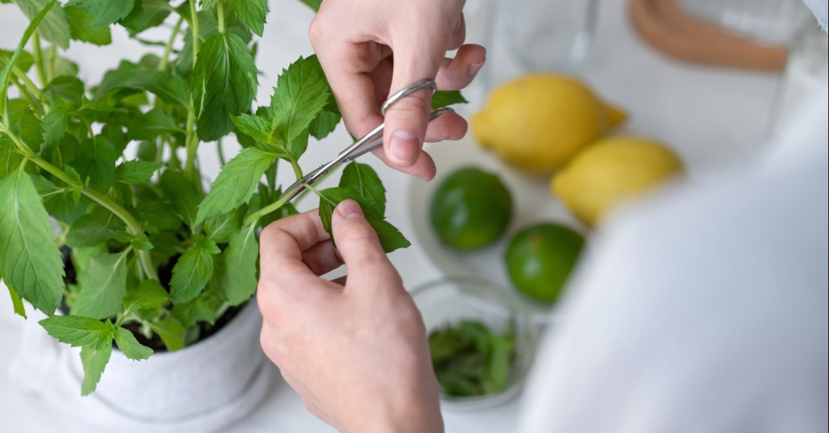 10 Easy Kitchen Herbs to Grow (and What to Cook with Them) - Dailybreak