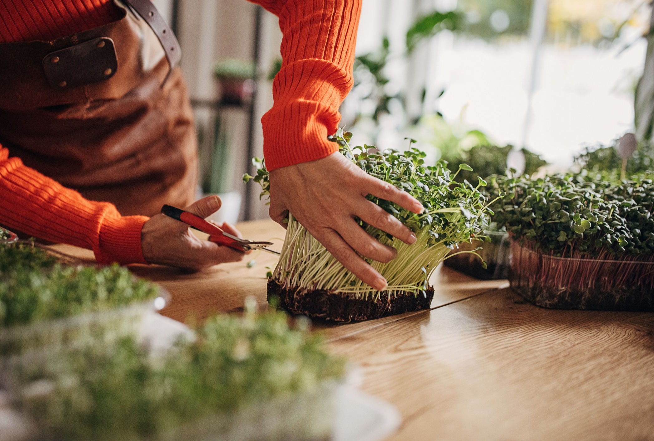 Woman cutting microgreens