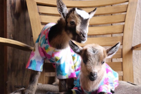 Goats in Pjs