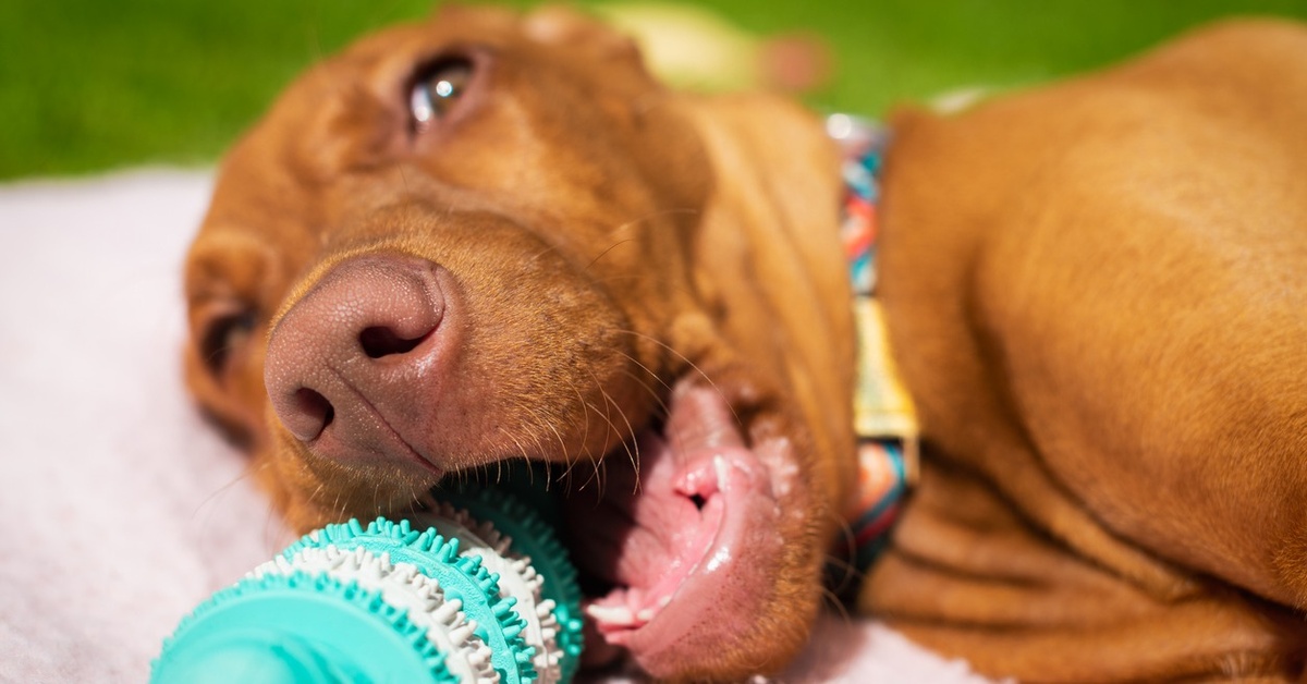 DIY and What to Buy Puppy Enrichment Toys Dailybreak