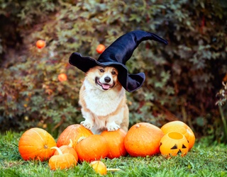 Keep Pets Calm and Safe When Halloween Gets Scary