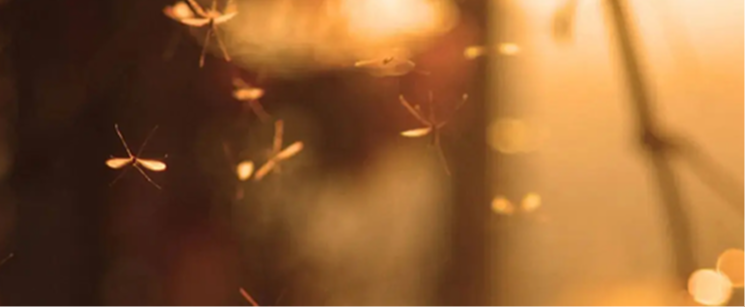 2025_SCJ_off_trivia_v1_response-4-triviaAnsweredImage