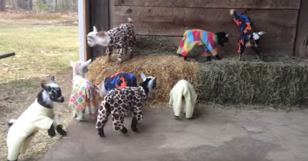 We Just Discovered This Video of Baby Goats in Pajamas Dailybreak