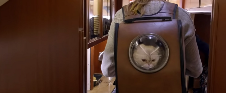 Taylor Swift's Cat Backpack: Genius or Absolutely Ridiculous - Dailybreak