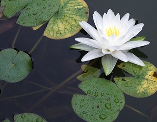 Hone Into Your Flower Power to Correctly Identify These Rare Blooms