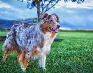 Your Dogs Days Will Be Over With This Matching Game 