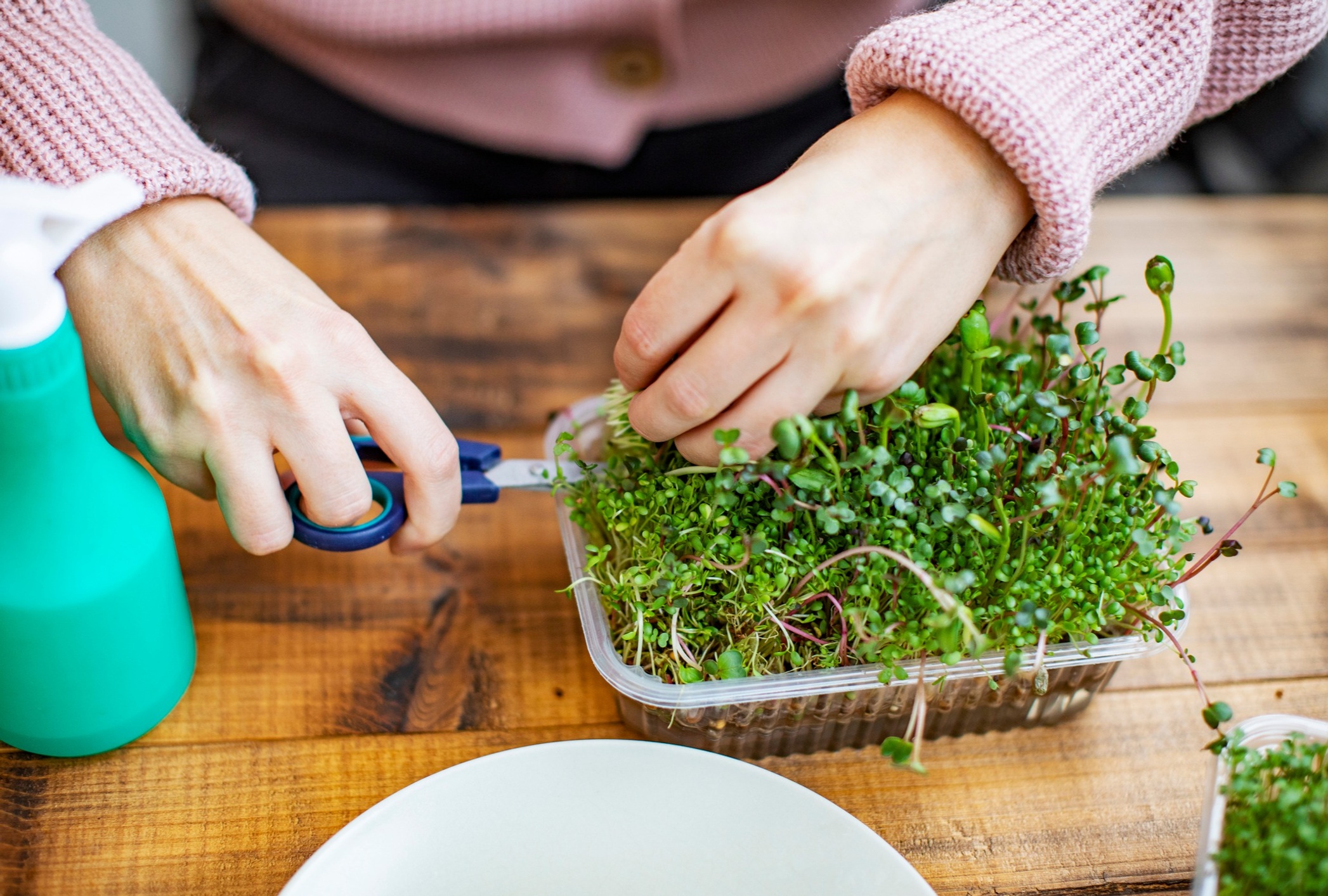 Woman trimming microgreens
