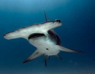 It's Shark Week! Can You Identify These Fin-Tastic Sharks?