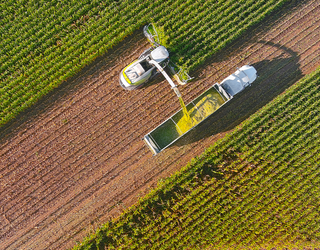 Can You Solve the Cornfield Puzzle Before the Final Harvest?