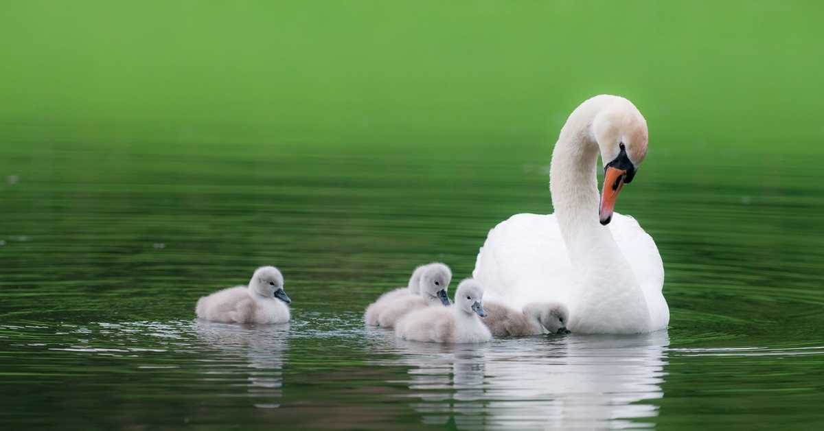 royal baby little swan 18