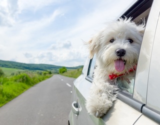 Match These Dogs Doing Their Favorite Thing: Going for a Ride
