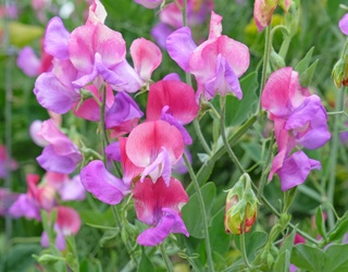 Solve This Petal Puzzle as Sweet as Spring