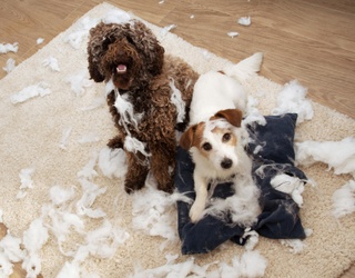 Fur Baby Faux Pas: Holiday Hazards Hiding in Plain Sight