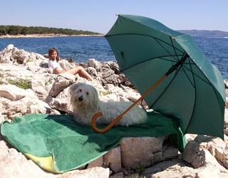 Your Guide to Summer Comfort for Senior Pets