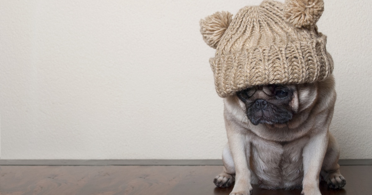 Your Pup Should Wear One of These Sweaters to the Dog Park Dailybreak