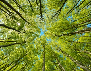 Find Your Way Through the Canopy of Trees