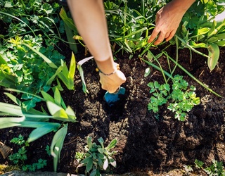 How to Start Your Own Veggie Garden