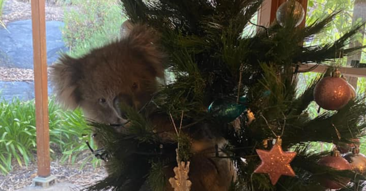 TikTok Shows Koala Hanging out in Christmas Tree Dailybreak