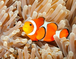 Just Keep Swimming While You Match All the Names of These Tropical Fish