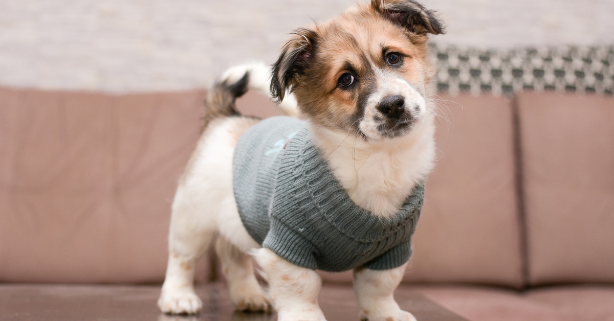 Literally Just 12 Adorable Things to Buy for Your Puppy Dailybreak