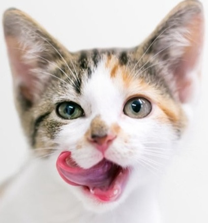 2023_KittenWise_list_TREAT TIME-custom