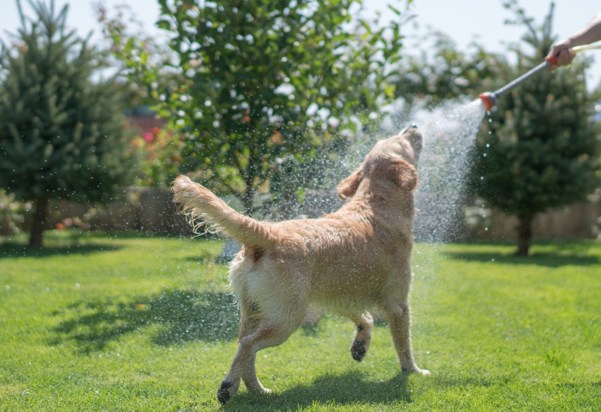 Dog being sprayed by water