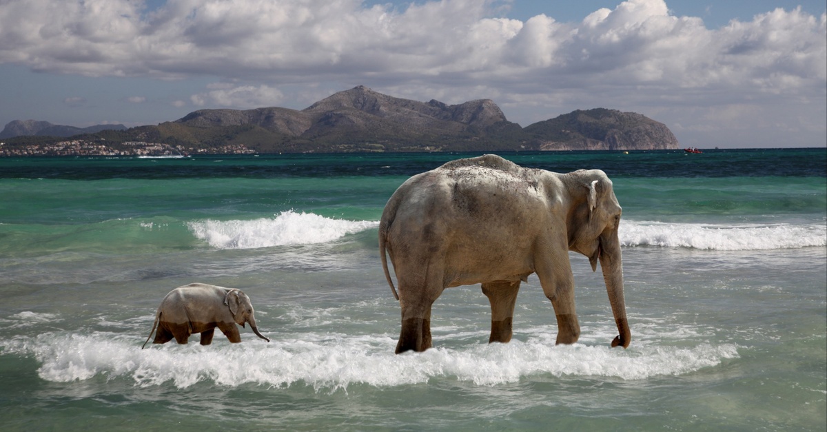 Baby Elephant Memory Match Dailybreak