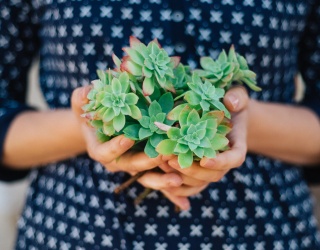 Help Prepare for Spring by Naming All These Succulents