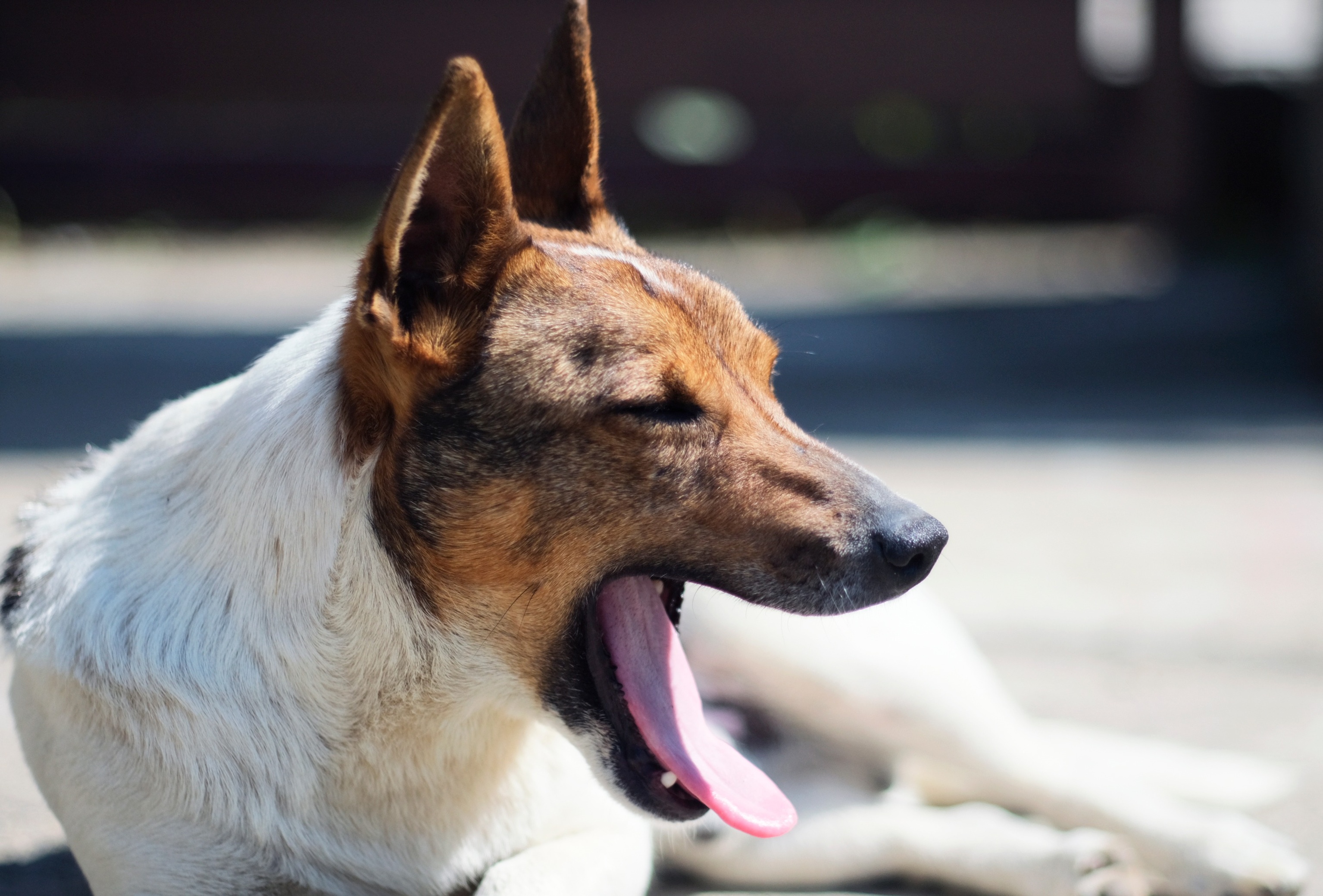 Dog yawning