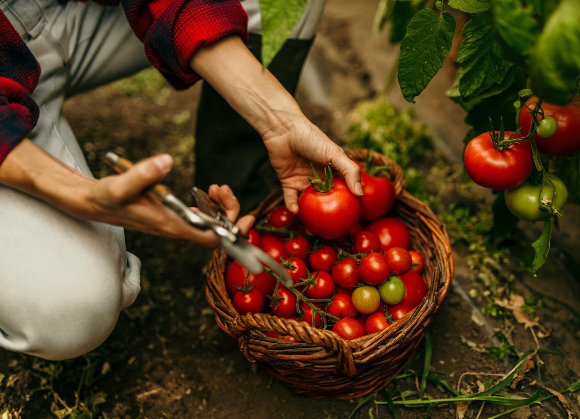 Harvesting tomatoes in a garden