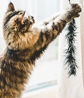 2023_KittenWise_list_PLAY TIME-custom