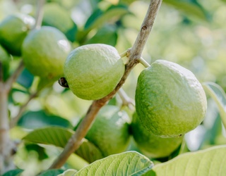 Get To Know Guava With These 12 Recipes 