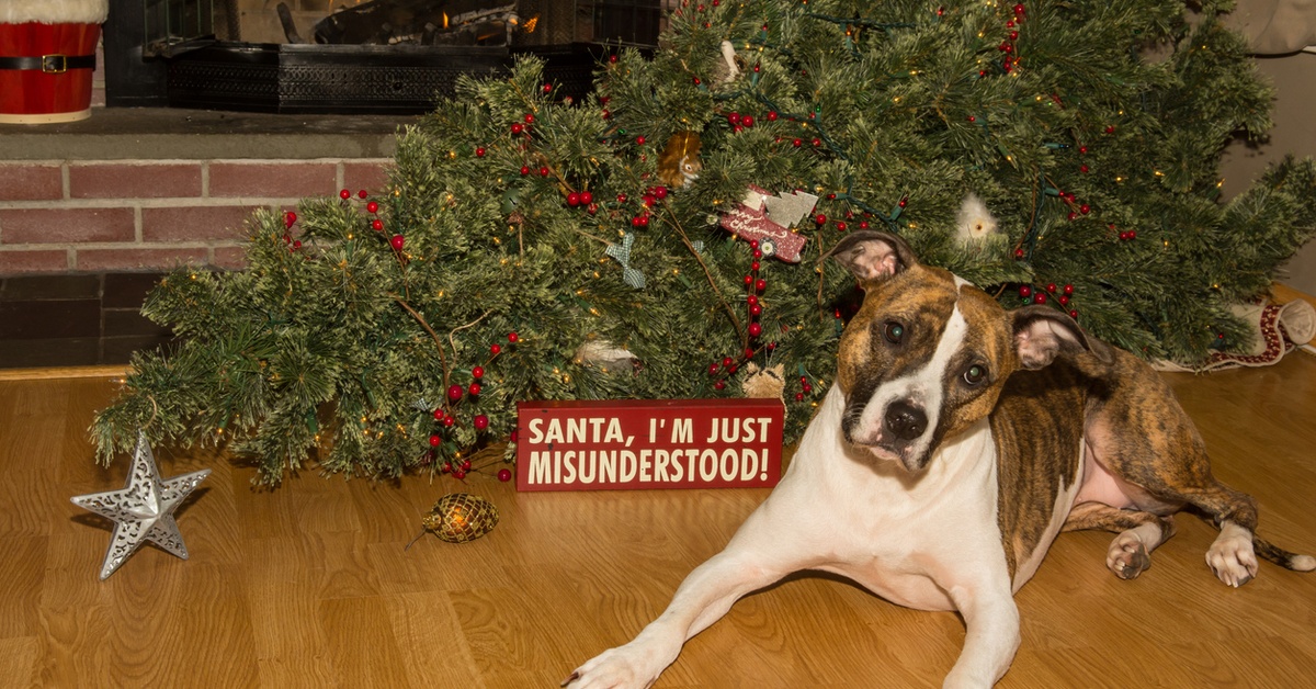 7 Dogs Who Want to Ruin Your Christmas Tree - Dailybreak