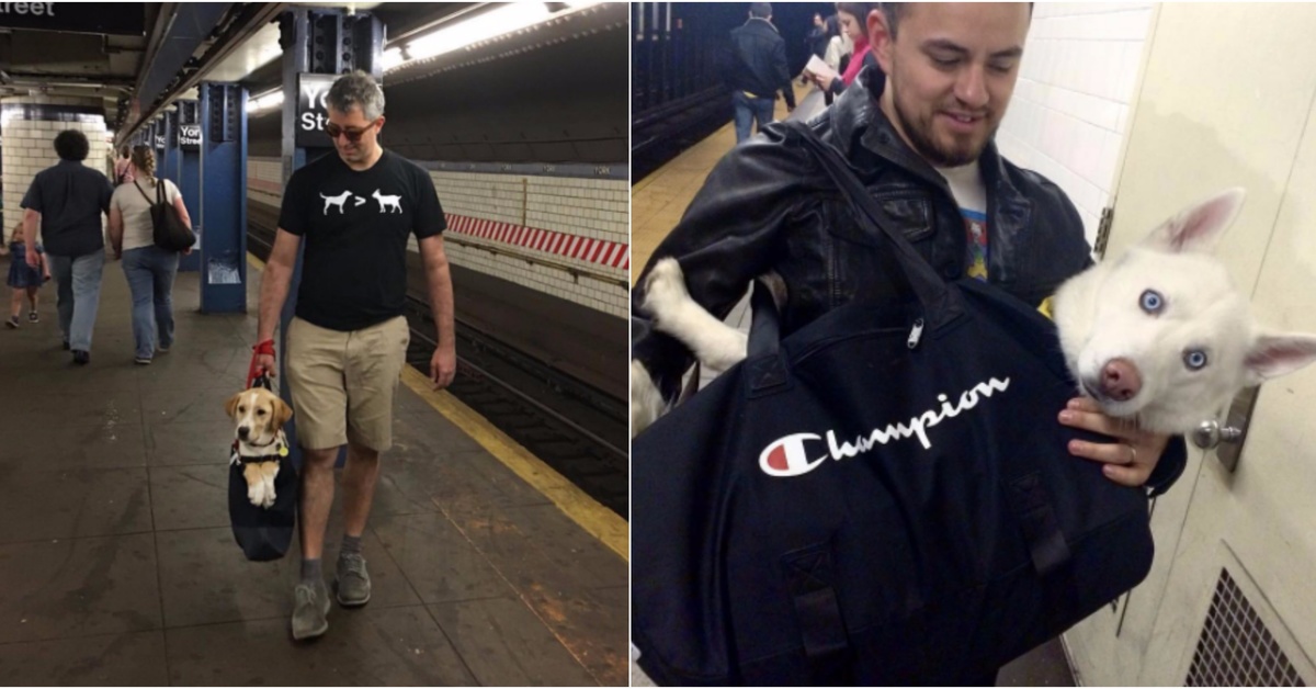 New Yorkers Find Ways to Bring Their Dogs on the Subway Dailybreak